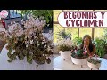 PLANTANDO BEGONIAS Y VIOLETAS DE LOS ALPES: CÓMO CUIDARLAS PARA QUE FLOREZCAN MÁS ABUNDANTE │Candy B