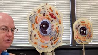 Professor Long - 2401 Lab 1, Organelles