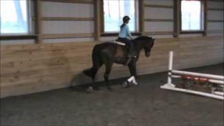 2006 Imported Dutch Gelding - SOLD