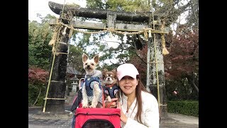 愛犬と開運旅行☆與止日女神社(よどひめじんじゃ)①