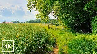 Walking through Fields in Summer, Germany in 4K | Binaural Nature Ambient Sounds for Relaxing