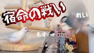 【爆笑】文鳥劇場　宿命の戦い　#326