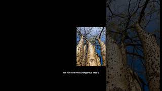 Lepidodendron tree and the Sigillaria tree... #fyp  #dangerous  #trees #shorts