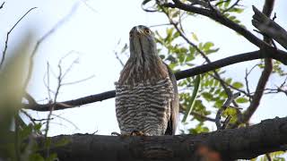 20210219 水萍塭公園鳳頭蒼鷹 – 雨豆樹上公鳳頭