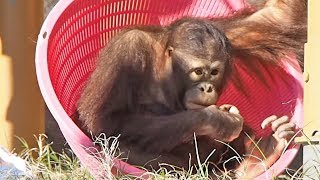 8日ぶりの第3放飼場(ジュリー、チェリア)・オランウータン