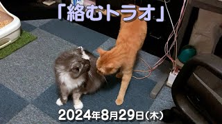 我が家の猫たち「絡むトラオ」2024年8月29日(木) \