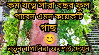 কম যত্নে সারা বছর ফুল দিবে এমন কয়েকটি গাছ। অল্প যত্নে বেশি ফুল। নতুন বাগানিরা অবশ্যই দেখুন।