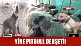 Yine pitbull dehşeti!