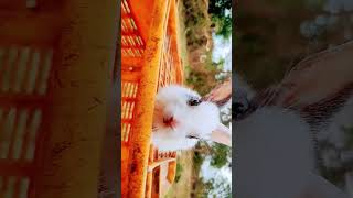 💗rabbit cute💗 | cute rabbit | rabbit voice | big rabbit | rabbit house💗#cute #bunny #viral #shorts