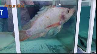 Amazing 40kg Big Fish in Glass house | Amazing Big Fish in The World  40 KG Big Fish