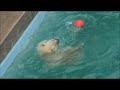 milk plays with a buoy in the water at oga aquarium japan