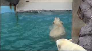 Milk plays with a buoy in the water at Oga Aquarium, Japan