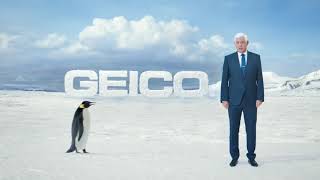 The Great Penguin Migration | GEICO