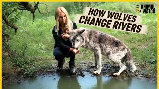 How Wolves Change Rivers Wolf Expert Anneka Explains