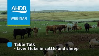 Table Talk: Liver fluke in cattle and sheep