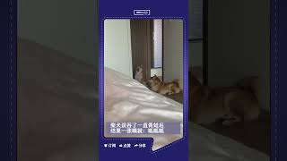 柴犬误吞了一只青蛙，结果一张嘴就”呱呱叫“😂