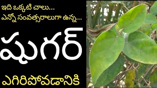 podapatri plant పొడపత్రి చెట్టు ఉపయోగాలు podapatri plant benefits