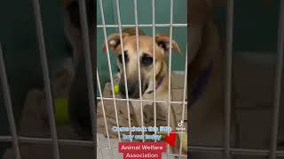 Dog for Adoption | Animal Welfare Association | Animal Shelter in New Jersey