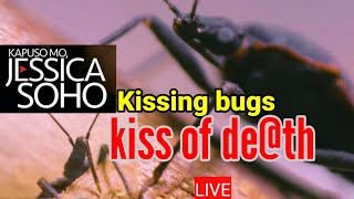 Kapuso Mo Jessica Soho KISSING BUGS SAAN MAAARING HUMANTONG October 24, 2021