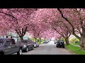 cherry blossoms in vancouver 2020 vlog