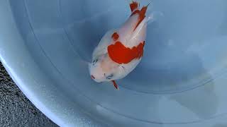 玉サバ 4歳 ヤフオク 上見 2022年7月30日 tamasaba goldfish