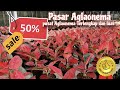 Promo Big sale,Pusat Aglaonema Parung ‼️Harga ECER Dan Juga Bisa Partai eps.1 638