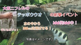 ニフレルのテッポウウオ（鉄砲魚)の射撃イベント