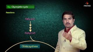 Glyoxylate cycle - Biochemistry MBBS Lectures - Dr G Bhanu prakash