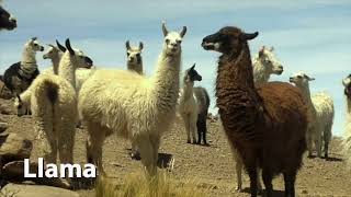 Llama Sounds