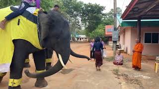 การถ่ายทอดสดของ Elephant Thailand