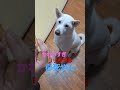 愛犬りり shorts short 紀州犬 愛犬 かわいい しつけ