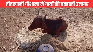 SAGAR NEWS तीतरपानी गौशाला में गायों की बदहाली उजागर | EMS TV  09-Jan-2025