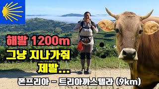 DAY41. 해발 1200m 숨막히는 절경, 그리고 질주하는 소 떼 | 사리아로 가는 두개의 길, 당신의 선택은? | 알베르게 추천 | 폰프리아 - 트리아까스텔라(9km)