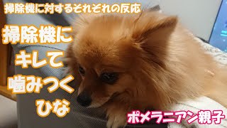 40代夫婦が全力で甘やかした結果こうなりました💧掃除機を怖がる、無反応、噛みつきながらキレるポメラニアン親子❢❢それぞれ反応が違います💕💕ポメラニアン親子【コロひな\u0026ゆず】