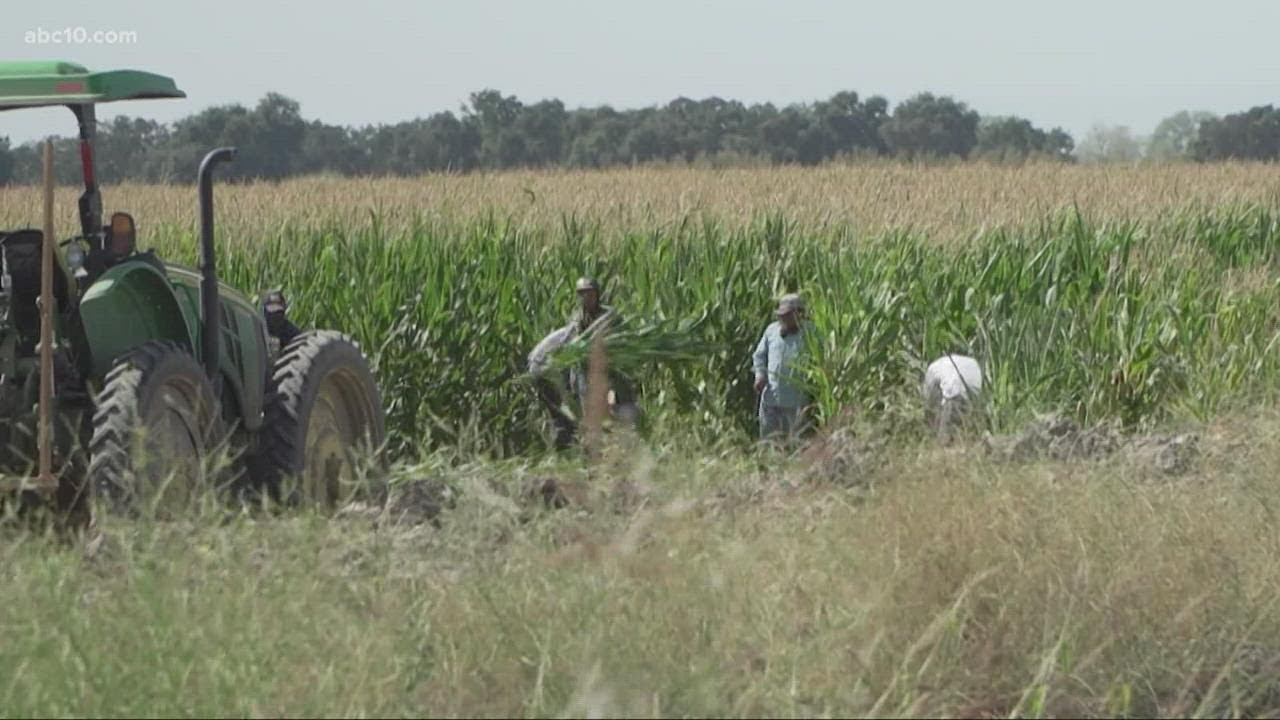 Drought, High Labor Costs Challenging California Farmers As Fall ...