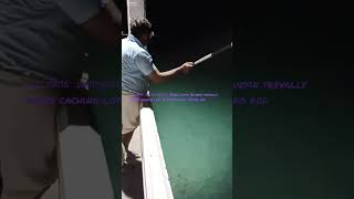 വറ്റ മീൻ  മത്സ്യബന്ധനം Small vatta Bluefin trevally fishes caching lots of fishes using fishing rod