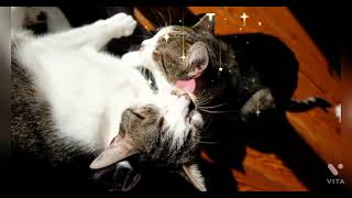 cats and,catsfunny cats,cats,kittens and cats meowing,funny cat ,cute,cat,funny kitten videos,funny