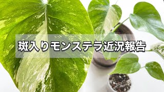 斑入りモンステラ・アルボの近況報告と経過報告