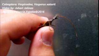 Coleoptera: Vespiradea, Vesperus xatarti