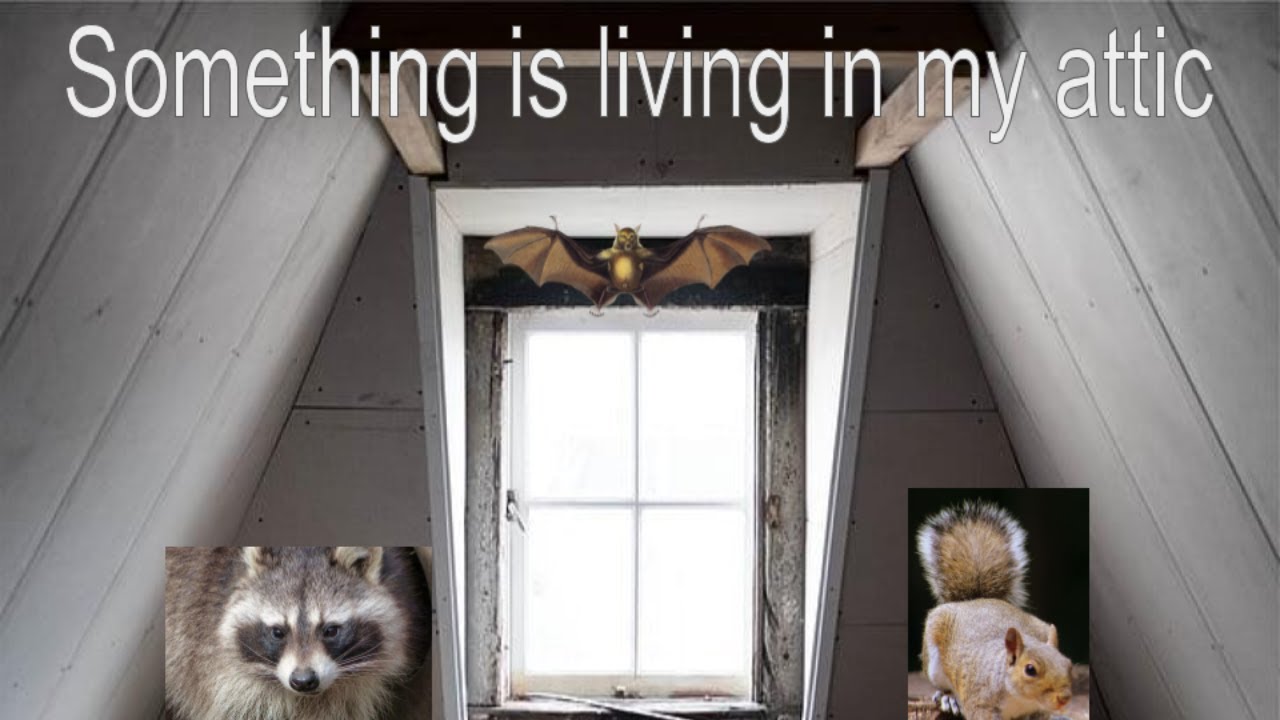 What Animal Is Living In My Attic At Micheal Weston Blog