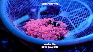 reefer VLOG | 세운상가 나들이 / 산호 봉달하기 / 서울 드라이브 / 리퍼의 일상 / Starkrium