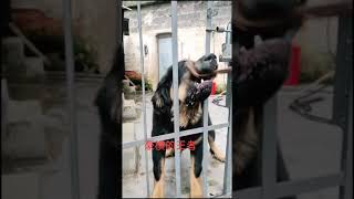 Tibetan Mastiff  dogs | 六个月的《土贼》未来的王者。很多人见了它都害怕。#中国藏獒#纯种藏獒#藏獒