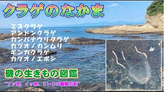 クラゲのなかま　ミズクラゲ、アンドンクラゲ、カンパナウリクラゲ、カツオノカンムリ、ギンカクラゲ、カツオノエボシ、観察のポイント、生態、名前の由来、観察の注意点