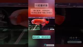 ｜龍魚｜魚缸換水\u0026玩水的紅龍魚 #日常  #體態 【精品龍魚鴻龍高雄店】HongLong-KHH