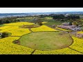 ドローン 空撮 🚀 桜 🌸も 菜の花も満開！最高のコントラストが鮮やかに香る 🌄 宮崎県 西都市 西都原公園 dji mavic2