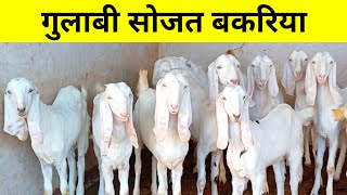 सोजत गुलाबी बकरिया यहां मिलेगी सस्ते में  | GOATFARM | बकरी फार्म | सोजत बकरिया | गुलाबी बकरिया |