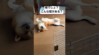 いくらなんでも、油断しすぎでしょ？#柴犬 #柴犬の日常 #しばいぬ #愛犬 #かわいい犬