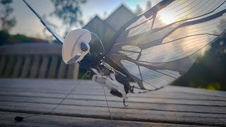 Premiers vols avec l'oiseau biomimétique Metafly