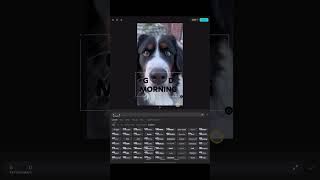 Jak zrobić taki efekt w CapCut? #photo #iphone #video #fotograf #zdjecie #film #bernesemountaindog