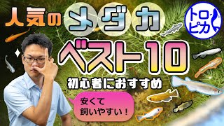 人気のメダカベスト10！初心者におすすめ！安くて飼いやすい種類とは！？